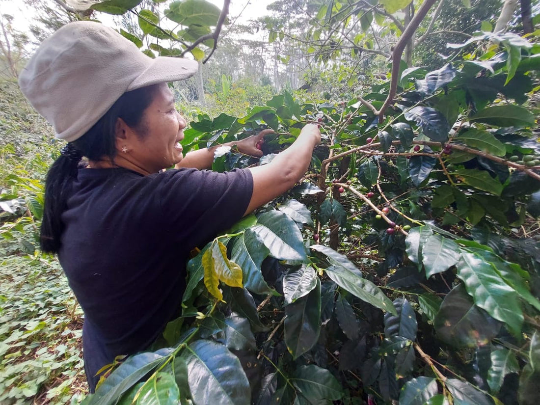 Why Indonesian Coffee Tastes Different (And Why Most People Get It Wrong)